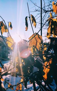 Low angle view of sun streaming through tree during autumn