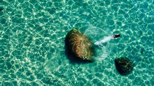 High angle view of turtle swimming in sea