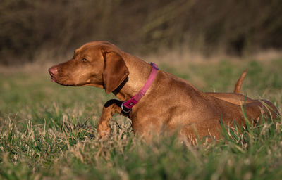 Close-up of a dog on grassy field