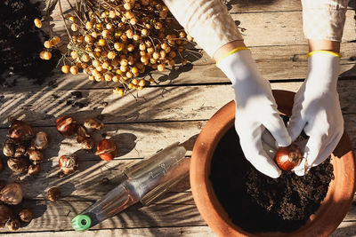 Spring gardening flat lay. hands in gloves plant a flower bulb in a ceramic flower pot. 