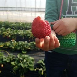 Close-up of hand holding strawberries