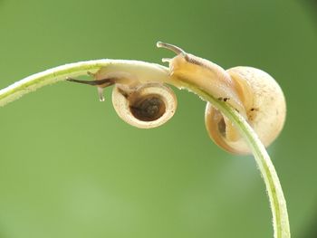 Close-up of a flower