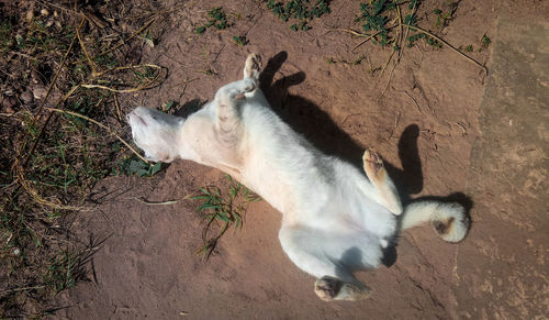 High angle view of horse on field