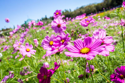 Close-up of pink flowering plants on field