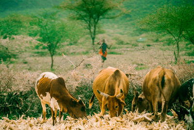 Horse grazing on field- tanzania