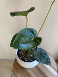 Close-up of potted plant on table at home