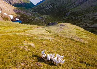 View of sheep on land