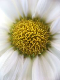 Close-up of fresh white flower blooming outdoors