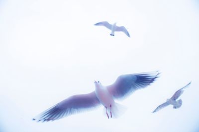 Low angle view of seagulls flying against the sky