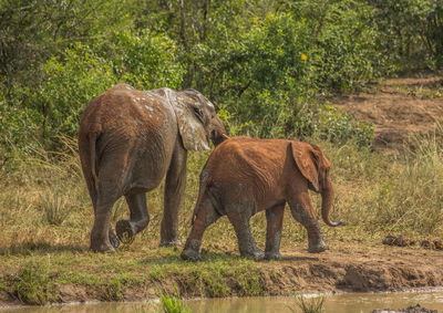 Elephant in a field