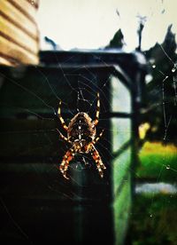 Close-up of spider web