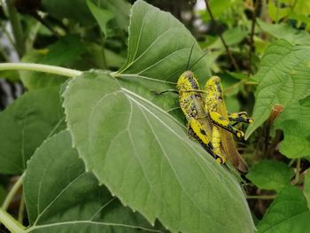 Close-up of insect on leaves