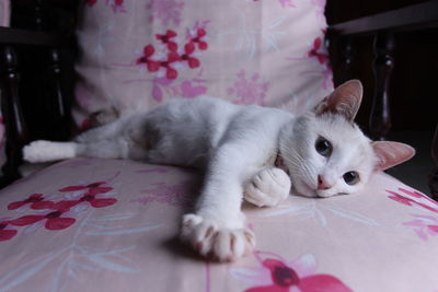 Portrait of cat lying on bed