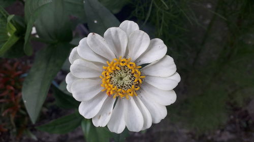 Close-up of white flowering plant