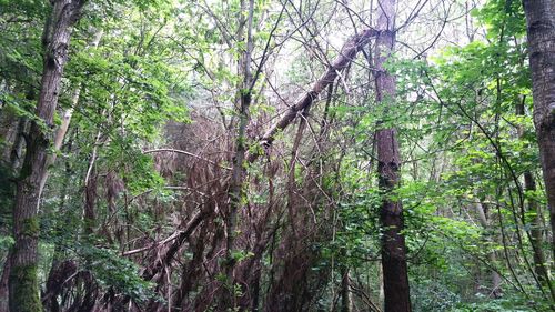 Trees in forest