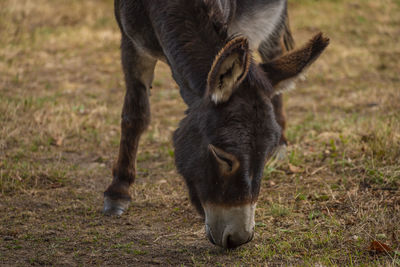 Horse grazing on field