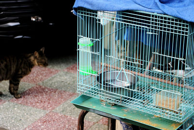 View of dog in cage