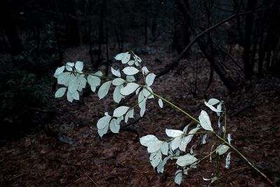 Close-up of leaves at night