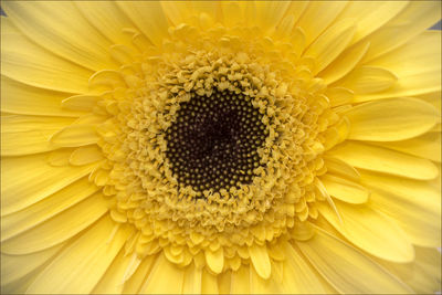 Macro shot of yellow flower