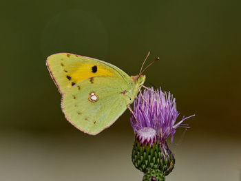 Clouded yellow butterfly, colias crocea, on a thistle flower, near onteniente, spain.