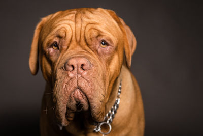 Close-up portrait of dog against black background