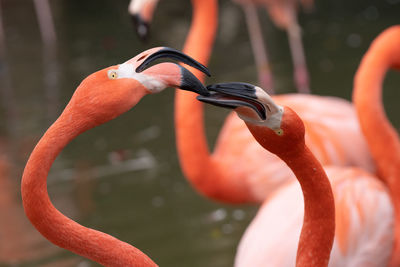 Vibrant pink flamingo gets a close up portrait while standing in the pond on a sunny day in summer