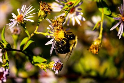 Close-up of bee pollinating on flower