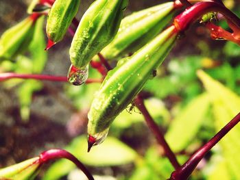 Close-up of plant