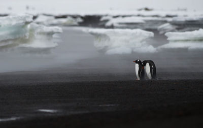 Rear view of penguins on beach