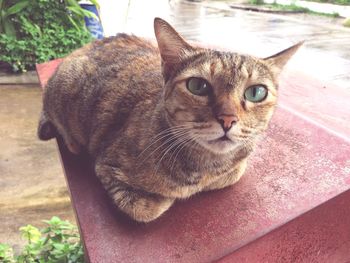 Close-up portrait of cat sitting on mail box