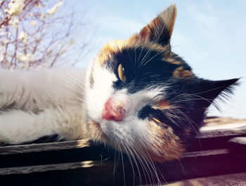 Playful domestic cat lying on a roof. cute kitten portrait in a spring day