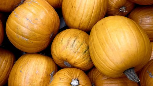 Full frame shot of pumpkins