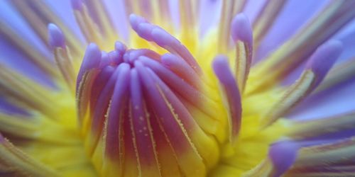 Close-up of purple flower