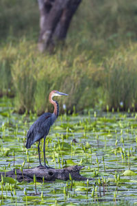 Bird perching on a lake