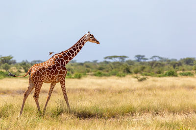 Giraffe in a field