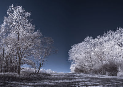 Trees on field against sky