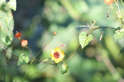 Close-up of flowering plants