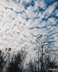Low angle view of bare trees against sky