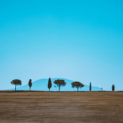Flock of birds on land against sky