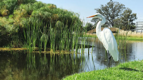 View of bird in lake