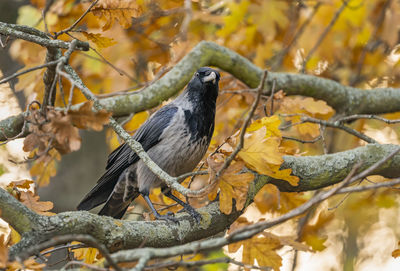 Close-up of bird perching on branch