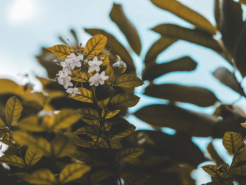 Close-up of white flowering plant