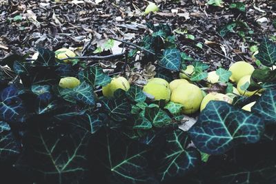 Fruits growing on field