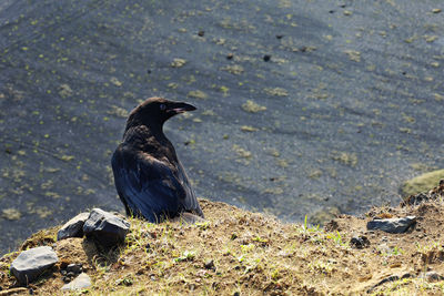 Close-up of bird perching on street