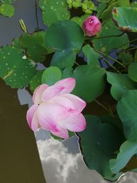 Close-up of pink flowering plant