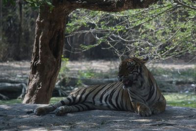 Tiger relaxing in zoo