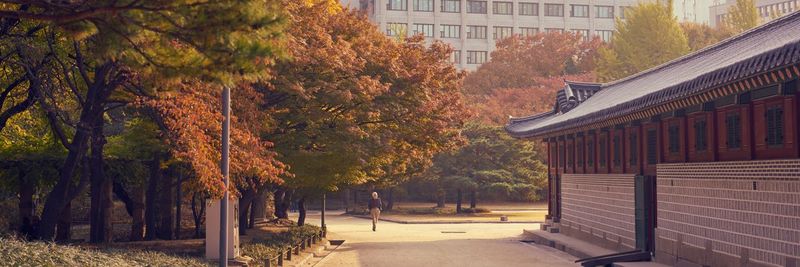 Trees and buildings in city during autumn