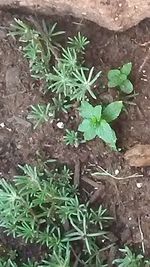 High angle view of potted plants