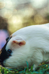 Close-up of white guinea pig