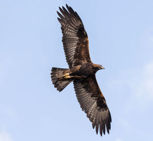 Low angle view of bird flying against clear sky